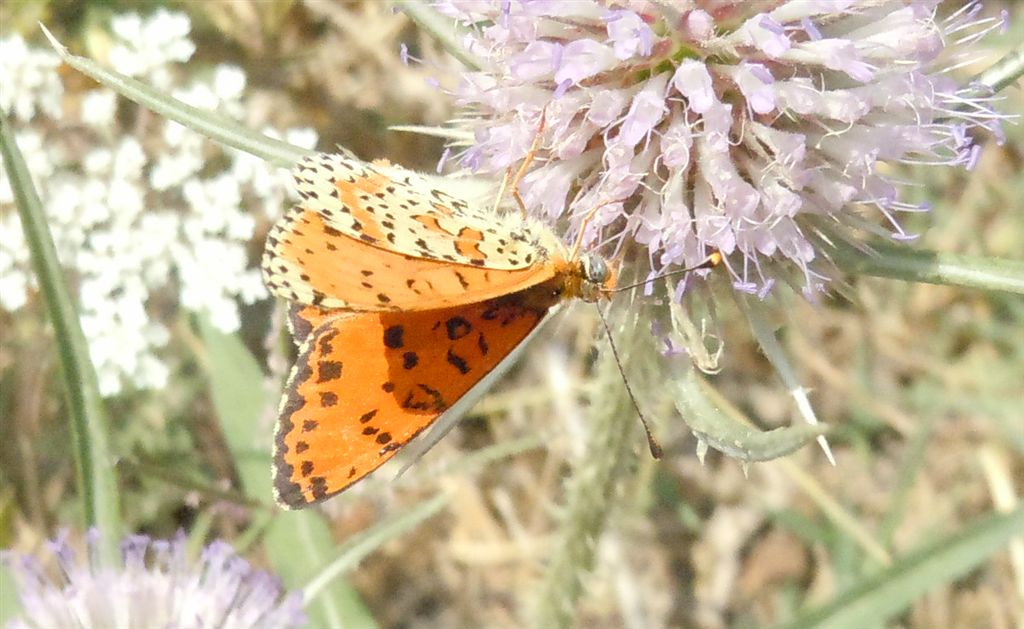 Melitaea didyma? - Si